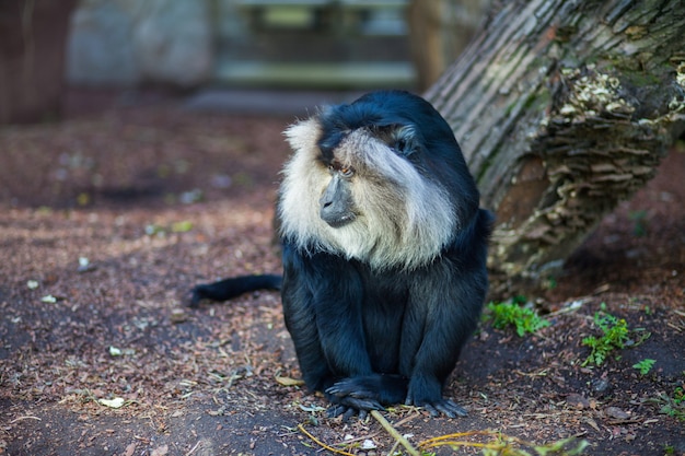 Ritratto del primo piano della scimmia di macaco di Wanderu che si siede sulla terra allo zoo