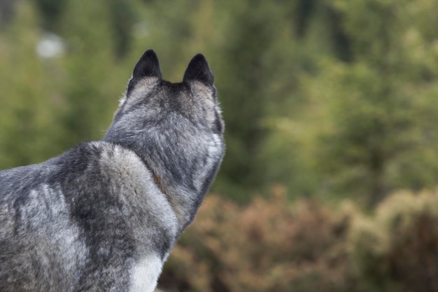 Ritratto del primo piano della testa posteriore del giovane Husky siberiano grigio e bianco