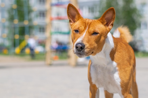 Ritratto Del Primo Piano Di Basenji In Piedi Al Parco Giochi