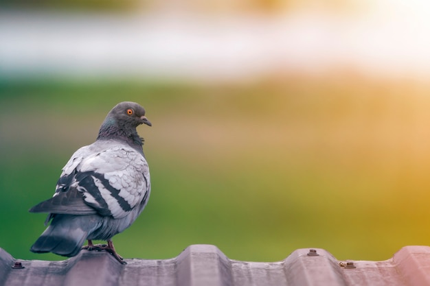 Ritratto del primo piano di bello grande piccione cresciuto grigio e bianco con l'occhio arancione che si appollaia sull'orlo del tetto di mattonelle marrone del metallo sul fondo verde intenso vago del bokeh.