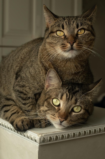 Ritratto del primo piano di due gatti che si trovano uno sopra l'altro