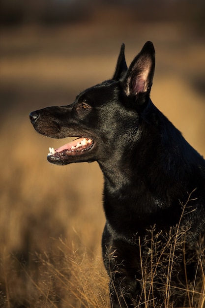 Ritratto del primo piano di grande cane bastardo nero sveglio sul prato d'autunno