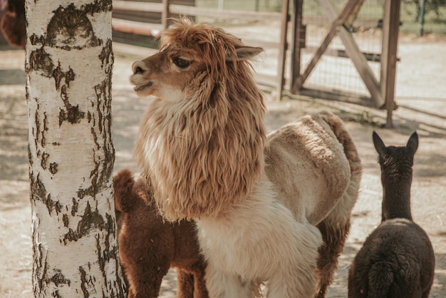 Ritratto del primo piano di un alpaca nel colore beige