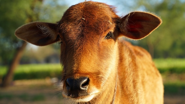 Ritratto del primo piano di un bel vitello di mucca marrone in un campo estivo