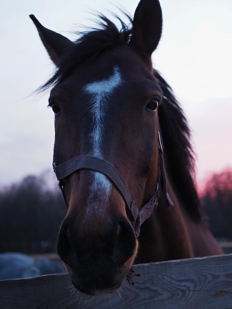 Ritratto del primo piano di un cavallo di colore scuro sullo sfondo di un bel tramonto