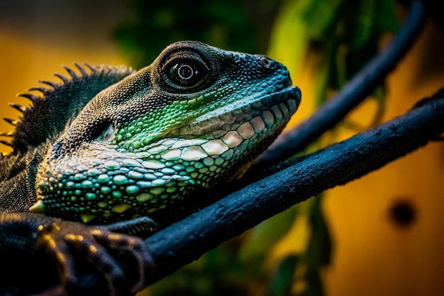 Ritratto del primo piano di un drago d'acqua cinese maschio a scaglie verdi che riposa su un ramo di albero