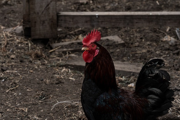 Ritratto del primo piano di un gallo in campagna in un pollaio