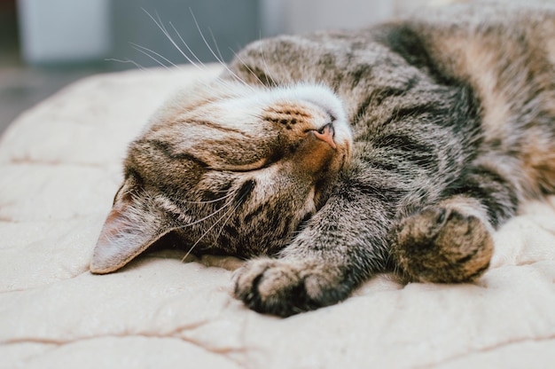 Ritratto del primo piano di un gatto addormentato sul letto