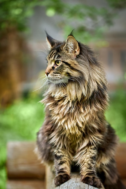 Ritratto del primo piano di un gatto domestico di maine coon a strisce seduto su un registro Immagine per i siti delle cliniche veterinarie sui gatti per il cibo per gatti