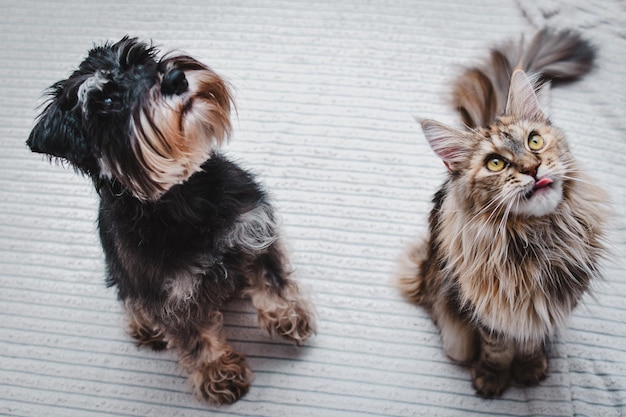 Ritratto del primo piano di un gatto e di un cane uno accanto all'altro