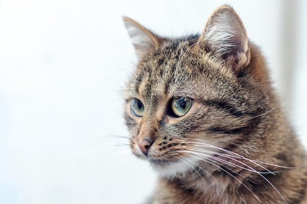 Ritratto del primo piano di un gatto marrone su sfondo chiaro