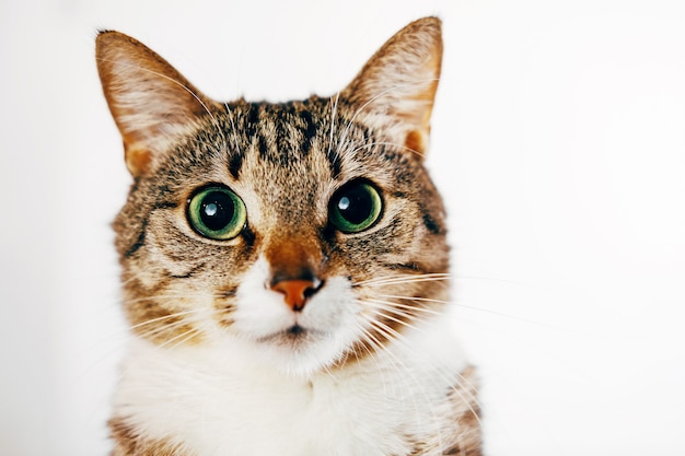 Ritratto del primo piano di un gatto su un bianco