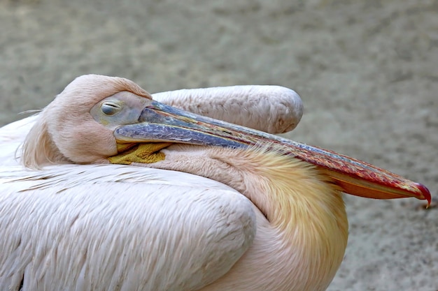 Ritratto del primo piano di un pellicano addormentato