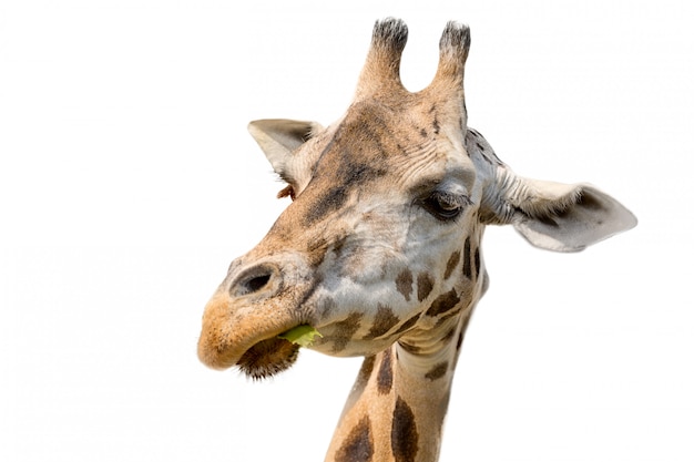 Ritratto del primo piano di una giraffa Camelopardalis della testa della giraffa che mangia foglia isolata su fondo bianco.