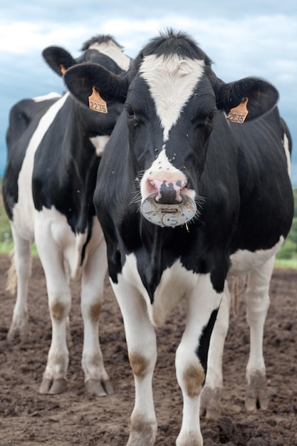 Ritratto del primo piano di una mucca con le mosche sulla sua faccia