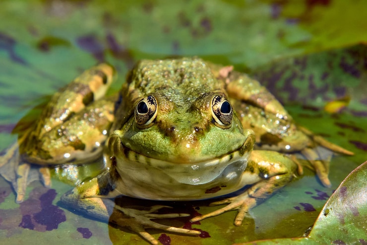 Foto ritratto del primo piano di una rana sul lago.