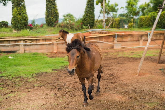 Ritratto del puledro del cavallino che funziona nell&#39;azienda agricola