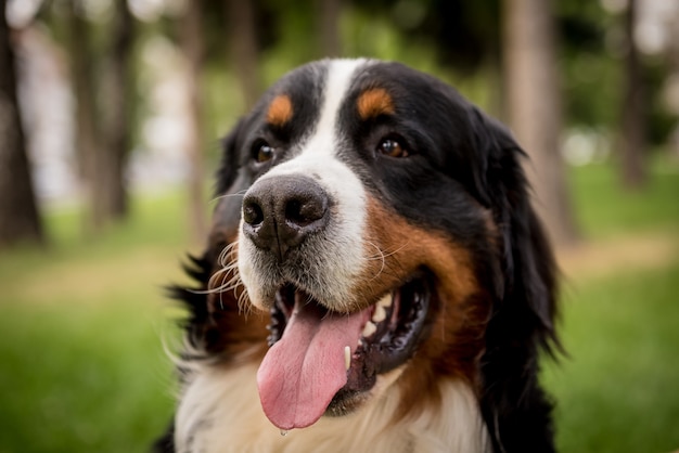 Ritratto del simpatico cane Berner Sennenhund al parco