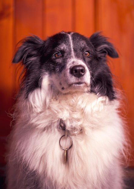 Ritratto dell'adorabile femmina di Border Collie in bianco e nero su sfondo rosso