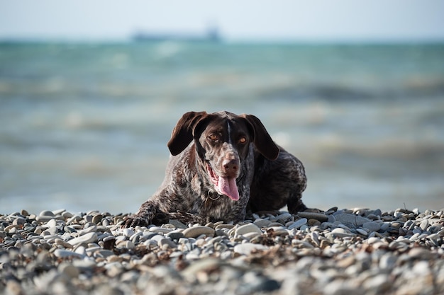 Ritratto dell'affascinante Kurzhaar marrone con macchie bianche sullo sfondo del mare Il cane è a pelo corto