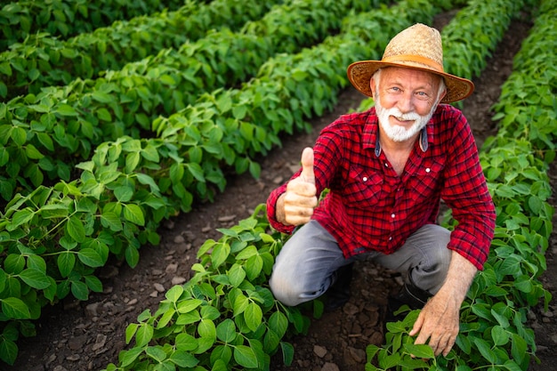 Ritratto dell'agricoltore anziano in piedi nel campo di soia e che tiene i pollici in su per buoni rendimenti