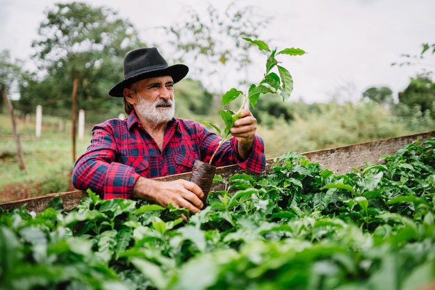 Ritratto dell'agricoltore brasiliano con la camicia casual nella fattoria che analizza le piantine di caffè