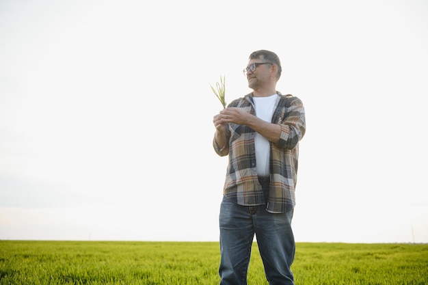 Ritratto dell'agricoltore senior che sta nel campo di grano verde