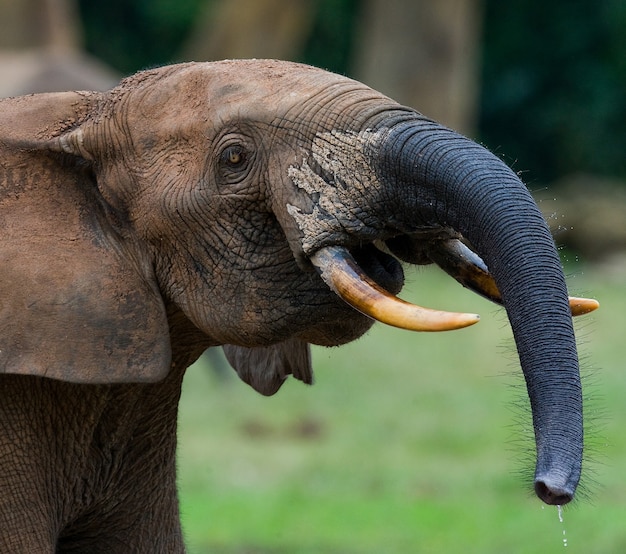 Ritratto dell'elefante della foresta. Repubblica Centrafricana. Repubblica del Congo. Riserva Speciale Dzanga-Sangha.