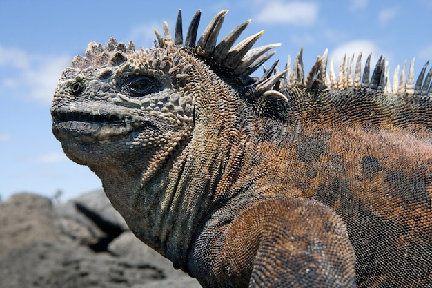 Ritratto dell'iguana marina in natura