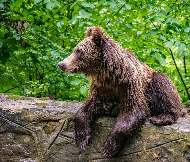 Ritratto dell'orso bruno dei Carpati