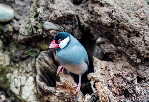 Ritratto dell'uccello del fringuello o del passero di Java sull'albero