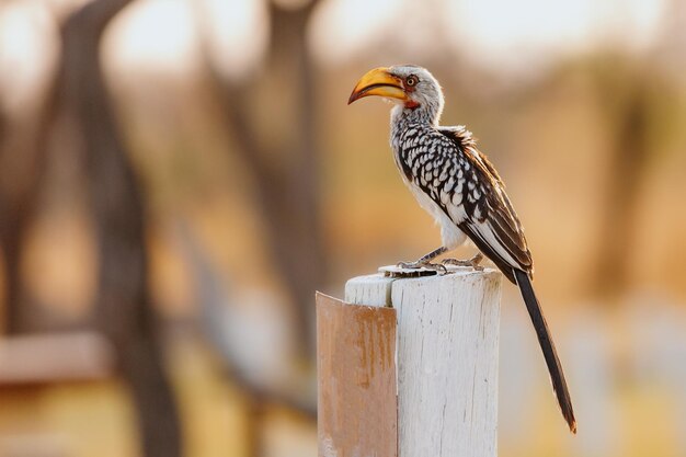 Ritratto dell'uccello namibiano Toko nel profilo al tramonto