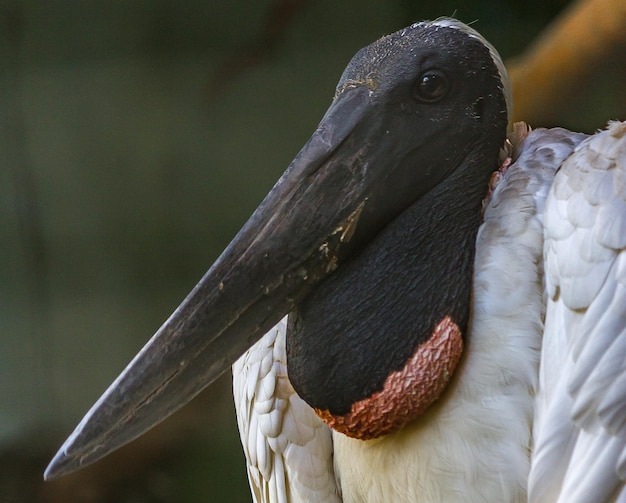 Ritratto della cicogna brasiliana Yabiru Jabiru J mycteria