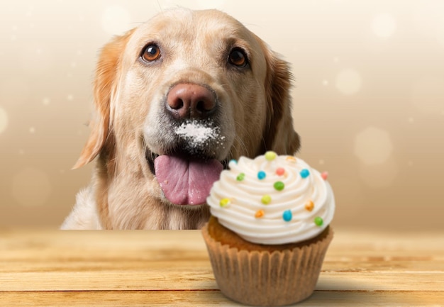 Ritratto della festa di compleanno del cane che mangia torta gustosa. Cupcake con frutta e panna