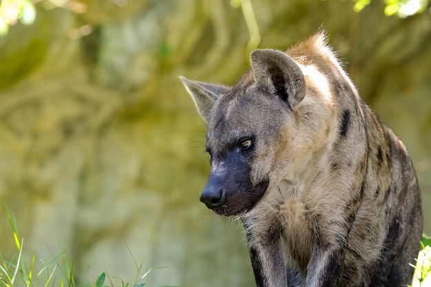 Ritratto della iena macchiata africana vagante libera