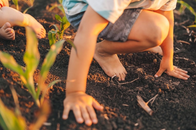 Ritratto della mano del ragazzo che gioca sul terreno sporco nel campo di mais Ricerca sulla natura Ricerca e scoperta