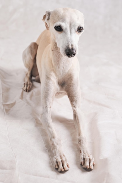 Ritratto della posa del cane maschio del levriero italiano isolata su fondo bianco dello studio