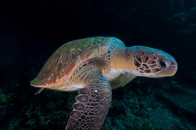 Ritratto della tartaruga marina verde Chelonia mydas che scivola nell'oceano mostrando modelli di gusci contro l'oscurità