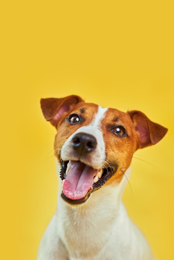 Ritratto della testa di un cattivo e divertente cane Jack Russell terrier