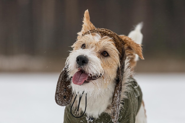 Ritratto della testa di un Jack Russell Terrier in un berretto verde con paraorecchie Cane che nevica nella foresta in inverno Sfondo per l'iscrizione