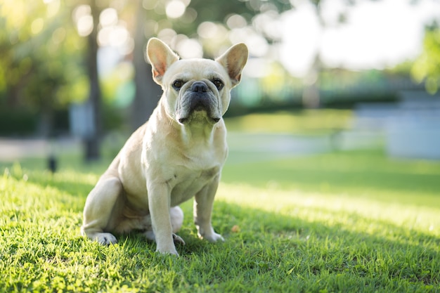 Ritratto di adorabile bulldog francese seduto al campo