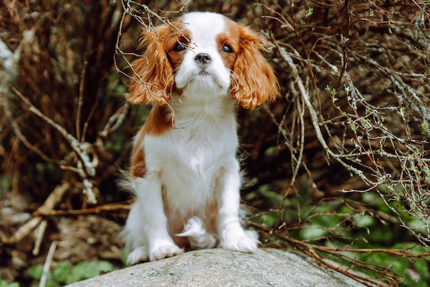 Ritratto di affascinante Cavalier bianco rossastro King Charles Spaniel cane seduto tranquillamente su una pietra fredda in una calda giornata di sole Bambino meraviglioso esplorare la zona intorno e godersi il giorno d'estate