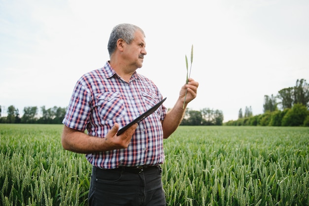 Ritratto di agricoltore anziano in piedi in un campo di grano