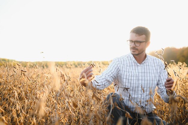 Ritratto di agricoltore in piedi nel campo di soia esaminando il raccolto al tramonto