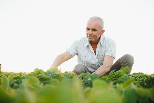 Ritratto di agricoltore nel campo di soia esaminando il raccolto al tramonto