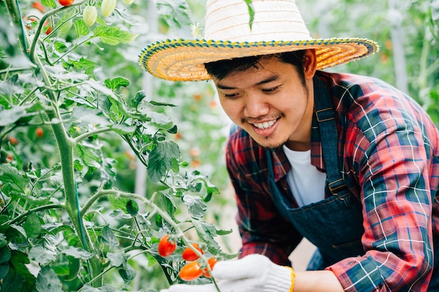 Ritratto di agricoltori in una serra che esaminano i pomodori rossi