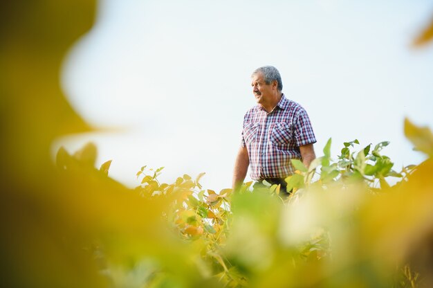 Ritratto di agronomo agricoltore anziano laborioso in piedi nel campo di soia che controlla le colture prima del raccolto. Produzione e coltivazione di alimenti biologici.