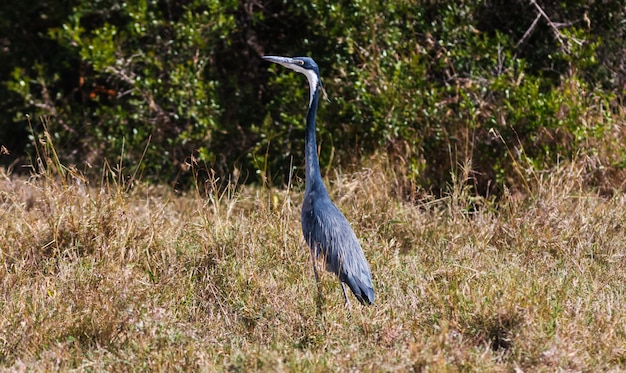 Ritratto di airone blu nella savana. SweetWater, Kenya