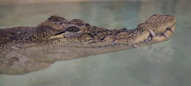 Ritratto di alligatore. Occhio di coccodrillo. Un rettile fa capolino dall'acqua