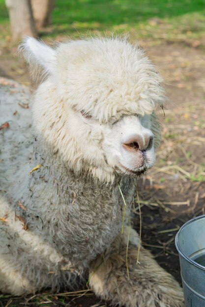 Ritratto di alpaca bianca sporca presso l'azienda agricola